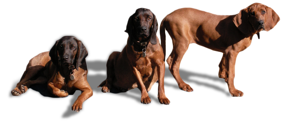 Redbone Coonhound